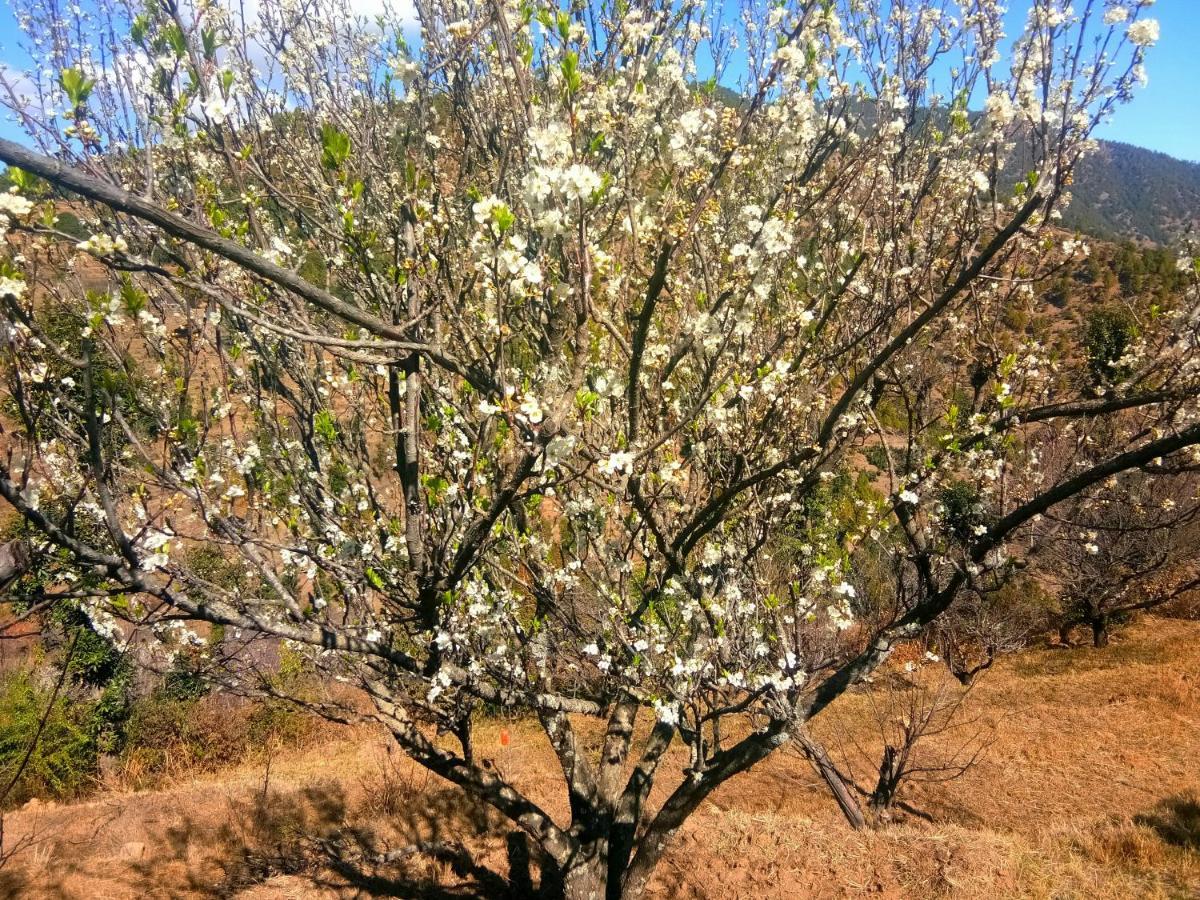 In Apple Estate Kanatal - Himalayan View Resort With Courteous Staff 外观 照片