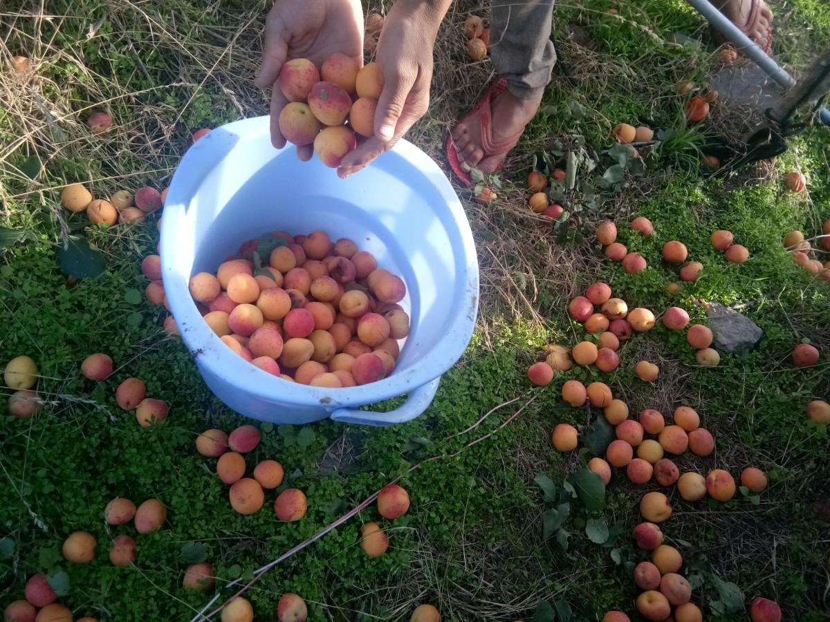 In Apple Estate Kanatal - Himalayan View Resort With Courteous Staff 外观 照片
